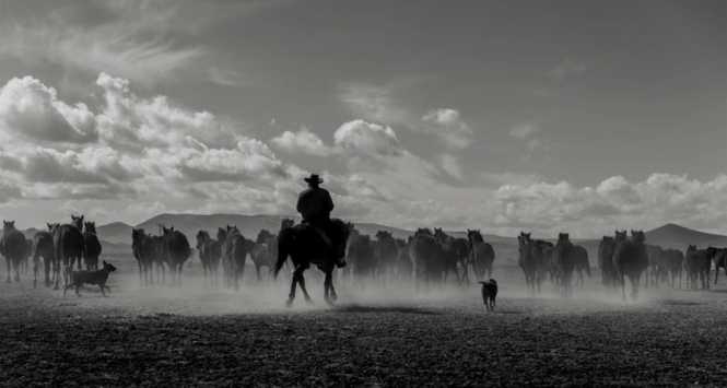 photo of cowboy driving horses through a field on horseback 